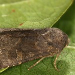 Aporophyla lutulenta - Mora nezábudková 13-46-28