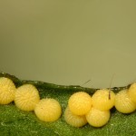 Aporophyla lutulenta - Mora nezábudková 20-54-13.jpg