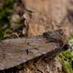 Apterogenum ypsillon - Sivkavec ypsilon 184203