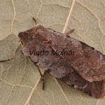 Cerastis rubricosa - Mora červenosivá 053624