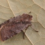 Cerastis rubricosa - Mora červenosivá 053954