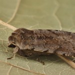 Cerastis rubricosa - Mora červenosivá 195558