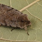 Cerastis rubricosa - Mora červenosivá 200144