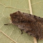 Cerastis rubricosa - Mora červenosivá 200622