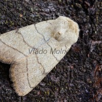 Charanyca trigrammica - Sivkavec trojčiarový 185708a