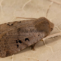 Conistra rubiginosa - Mora prasličková 190104m