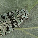 Griposia aprilina - Mora zelenkavá 5488-5511