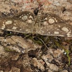 Anania coronata - Vijačka bazová 21-48-13