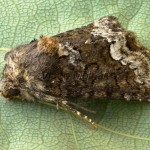 Oligia strigilis - Sivkavec obyčajný 190448