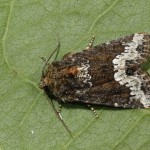 Oligia strigilis cf - Sivkavec obyčajný 18-18-37