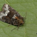 Oligia strigilis cf - Sivkavec obyčajný 18-19-29