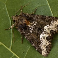 Oligia strigilis cf - Sivkavec obyčajný 182308