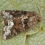 Oligia strigilis cf - Sivkavec obyčajný 19-18-58