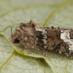 Oligia strigilis cf - Sivkavec obyčajný 19-20-08