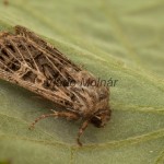 Sideridis reticulata - Mora silenková 190630