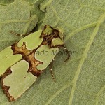 Staurophora celsia - Sivkavec malachitový 3121-3142