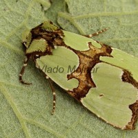 Staurophora celsia - Sivkavec malachitový 3143-3166