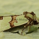 Staurophora celsia - Sivkavec malachitový 3189-3217