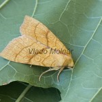 Tiliacea citrago - Mora citrónová 192922