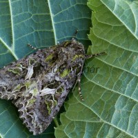 Trachea atriplicis - Sivkavec lobodový 190305