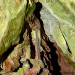 Ardovská jaskyňa IMG_8278