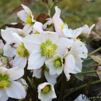 Helleborus niger L. - Čemerica čierna IMG_5511