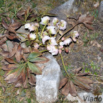 Helleborus niger L. - Čemerica čierna IMG_8410