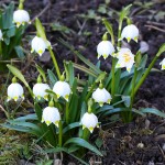 Leucojum vernum L. - Bleduľa jarná 18-38-41