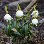 Leucojum vernum L. - Bleduľa jarná 18-41-51