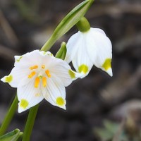 Leucojum vernum L. - Bleduľa jarná 18-48-53