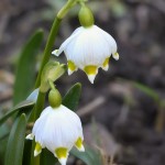 Leucojum vernum L. - Bleduľa jarná 18-50-06