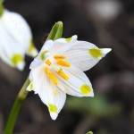 Leucojum vernum L. - Bleduľa jarná 18-51-32