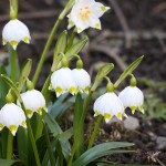 Leucojum vernum L. - Bleduľa jarná 18-56-18