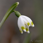 Leucojum vernum L. - Bleduľa jarná 19-37-54