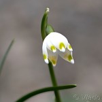 Leucojum vernum L. - Bleduľa jarná 19-38-45