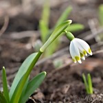 Leucojum vernum L. - Bleduľa jarná 19-39-29