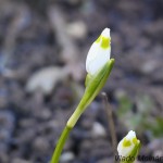 Leucojum vernum L. - Bleduľa jarná 19-50-19