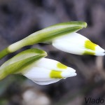 Leucojum vernum L. - Bleduľa jarná 20-03-31