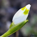 eucojum vernum L. - Bleduľa jarná 20-04-35