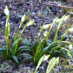 Leucojum vernum L. - Bleduľa jarná 21-18-14