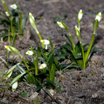 Leucojum vernum L. - Bleduľa jarná IMG_8409