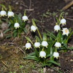 Leucojum vernum L. - Bleduľa jarná IMG_8645