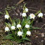 Leucojum vernum L. - Bleduľa jarná IMG_8646