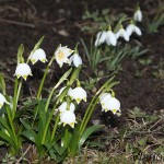 Leucojum vernum L. - Bleduľa jarná IMG_8647