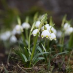 Leucojum vernum L. - Bleduľa jarná IMG_8653