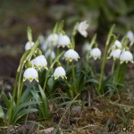 Leucojum vernum L. - Bleduľa jarná IMG_8654