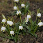 Leucojum vernum L. - Bleduľa jarná IMG_8659