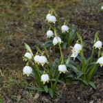 Leucojum vernum L. - Bleduľa jarná IMG_8660