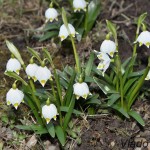 Leucojum vernum L. - Bleduľa jarná IMG_8661