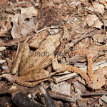 Rana dalmatina - Skokan štíhly IMG_9199